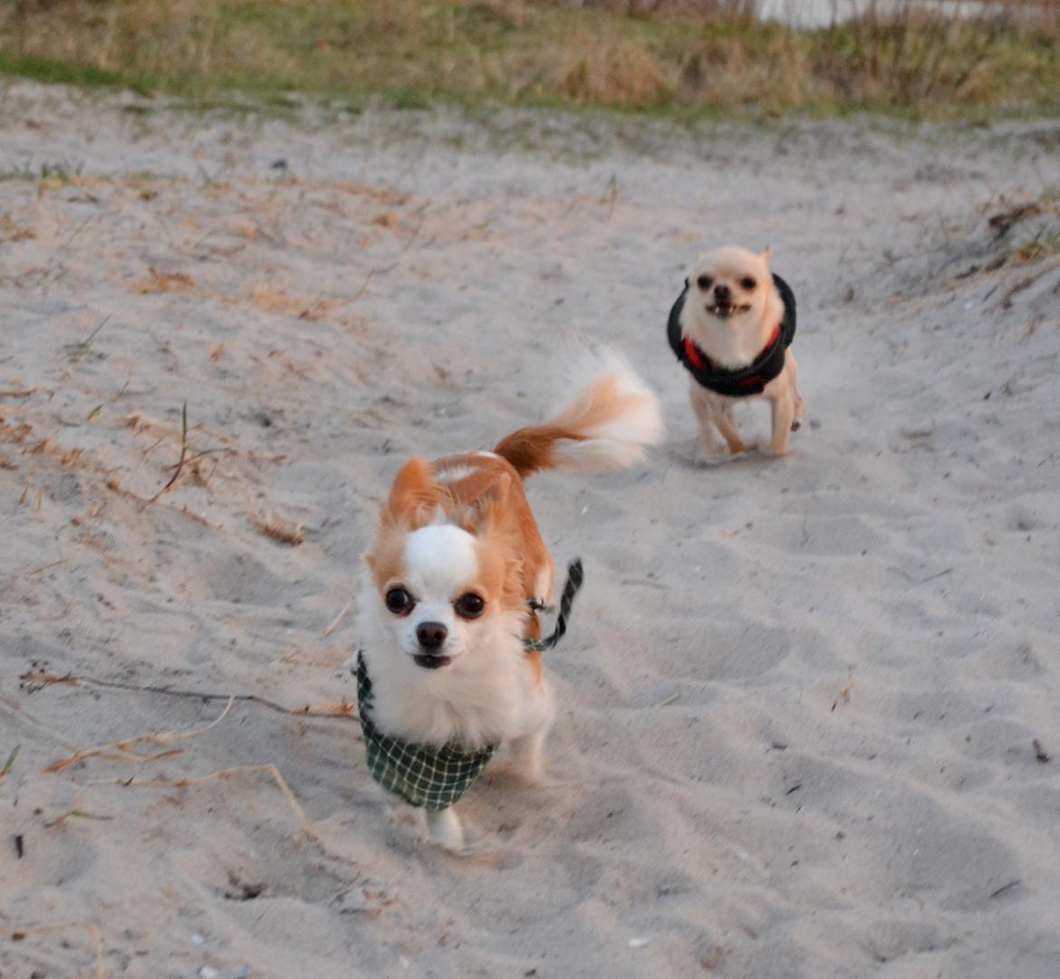 Chihuahua Viktor - Hygge på stranden med vennen Eddie. billede 26