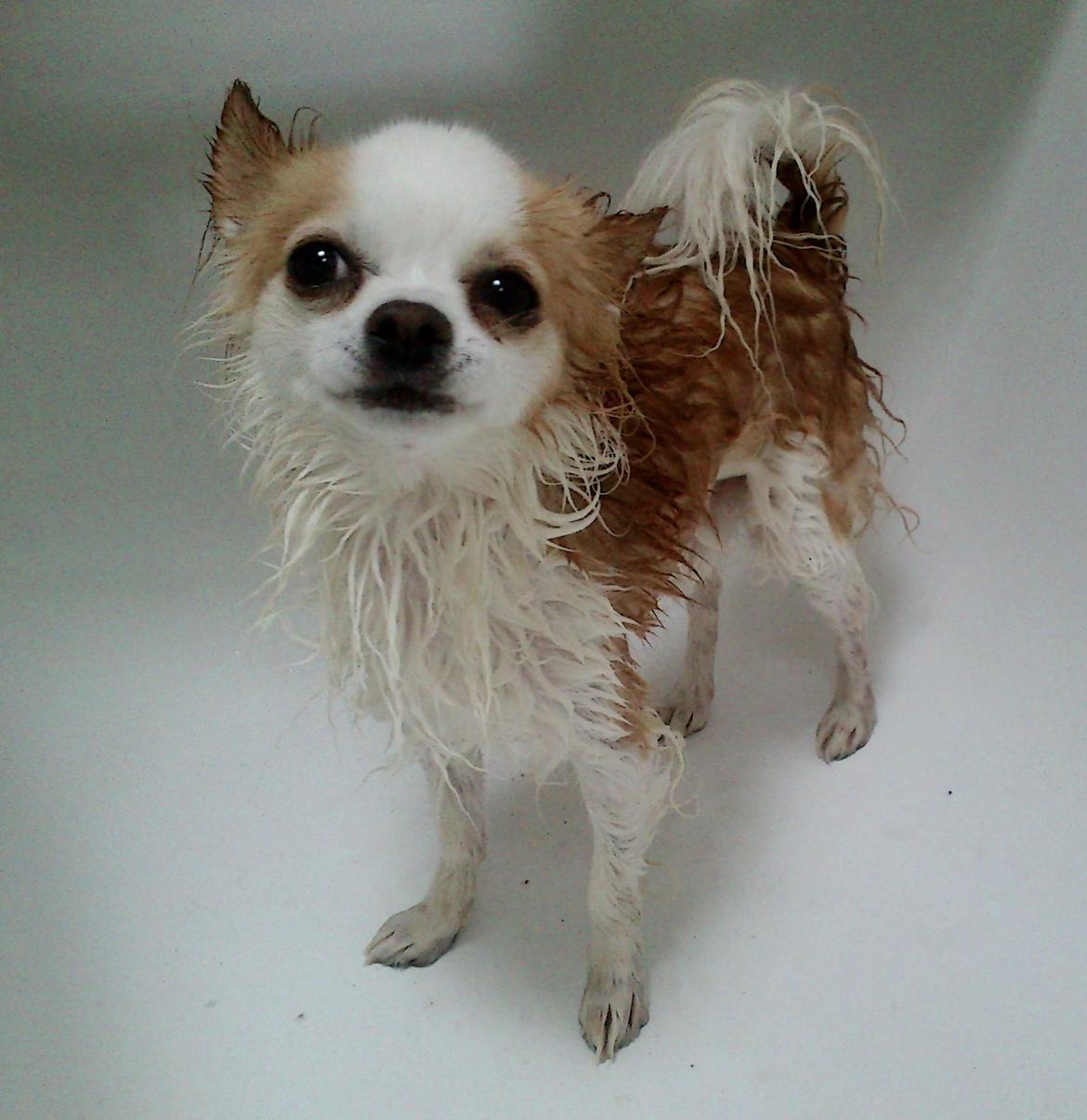 Chihuahua Viktor - Killer eyes. Viktor er ikke meget for at komme i bad. billede 18