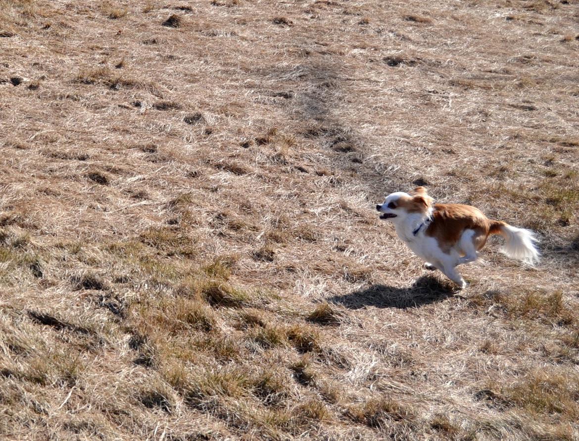 Chihuahua Viktor - En spurter på marken. billede 22