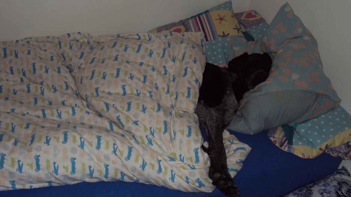 Blanding af racer Alou - Yep hun var en senge-hygge-hund :)
Og som i ser på billedet så fylde hun det HELE! :D billede 18