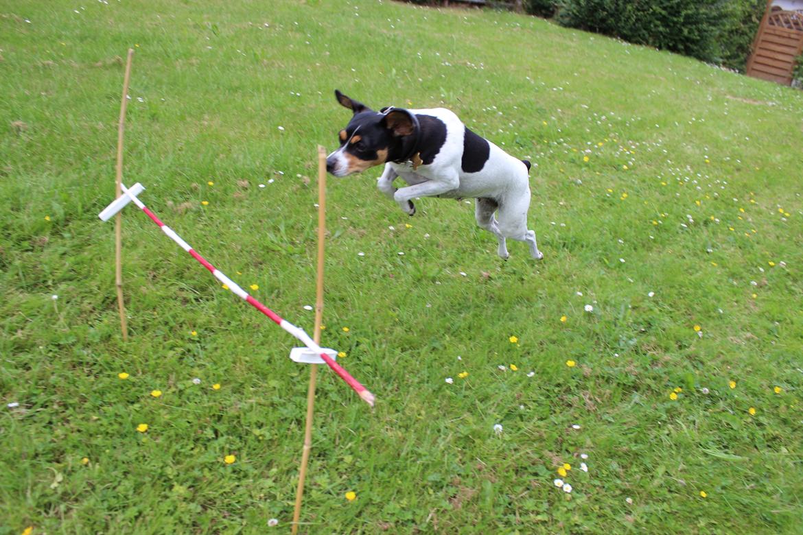 Dansk svensk gaardhund Freja billede 13