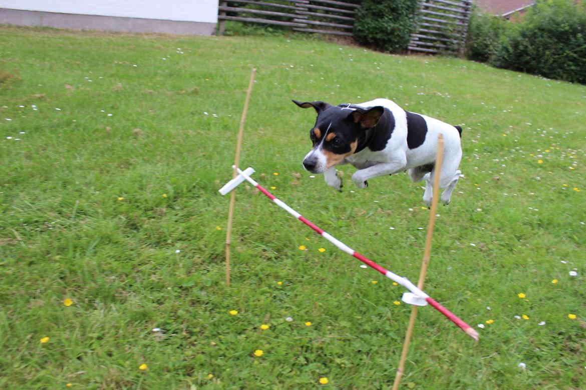 Dansk svensk gaardhund Freja billede 14