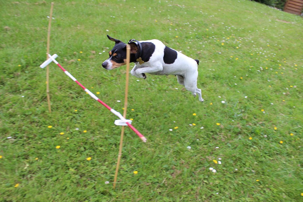 Dansk svensk gaardhund Freja billede 15