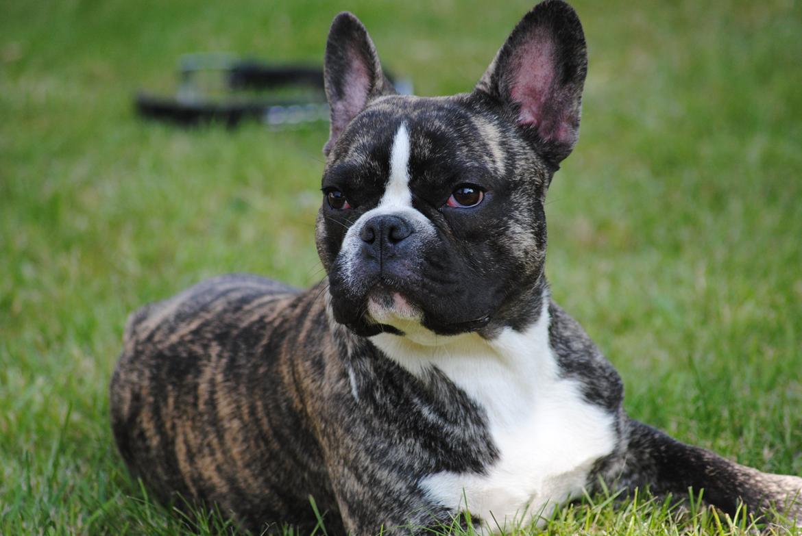 Fransk bulldog Chino - 8 måneder billede 1