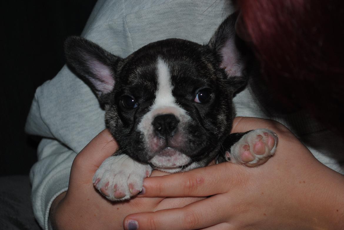 Fransk bulldog Chino - kun et par måneder gammel billede 2