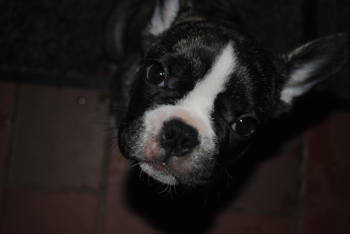 Fransk bulldog Chino - en lille nysgerrig hvalp- 
et par måneder gammel billede 3