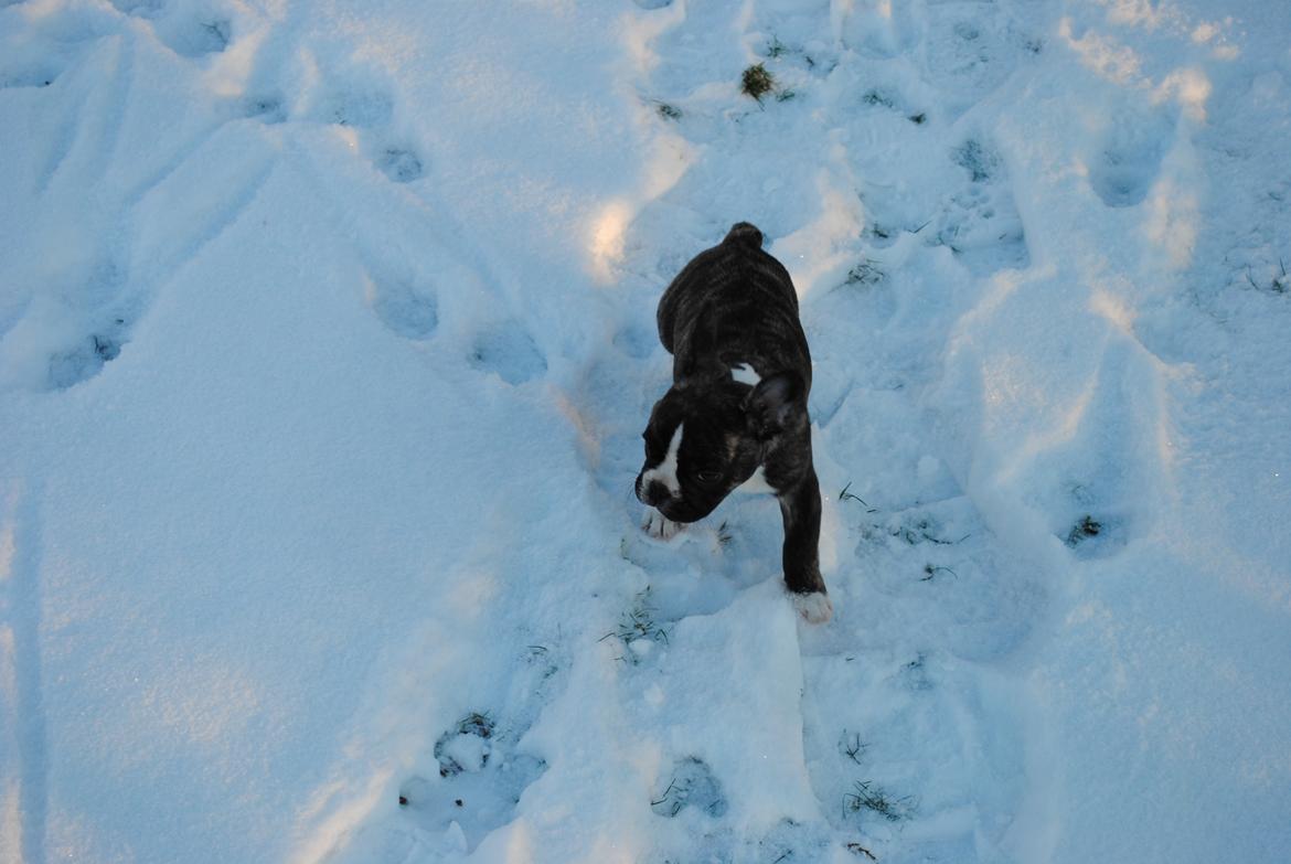 Fransk bulldog Chino - første gang i sneen, det var meeeeeeget koldt. billede 4