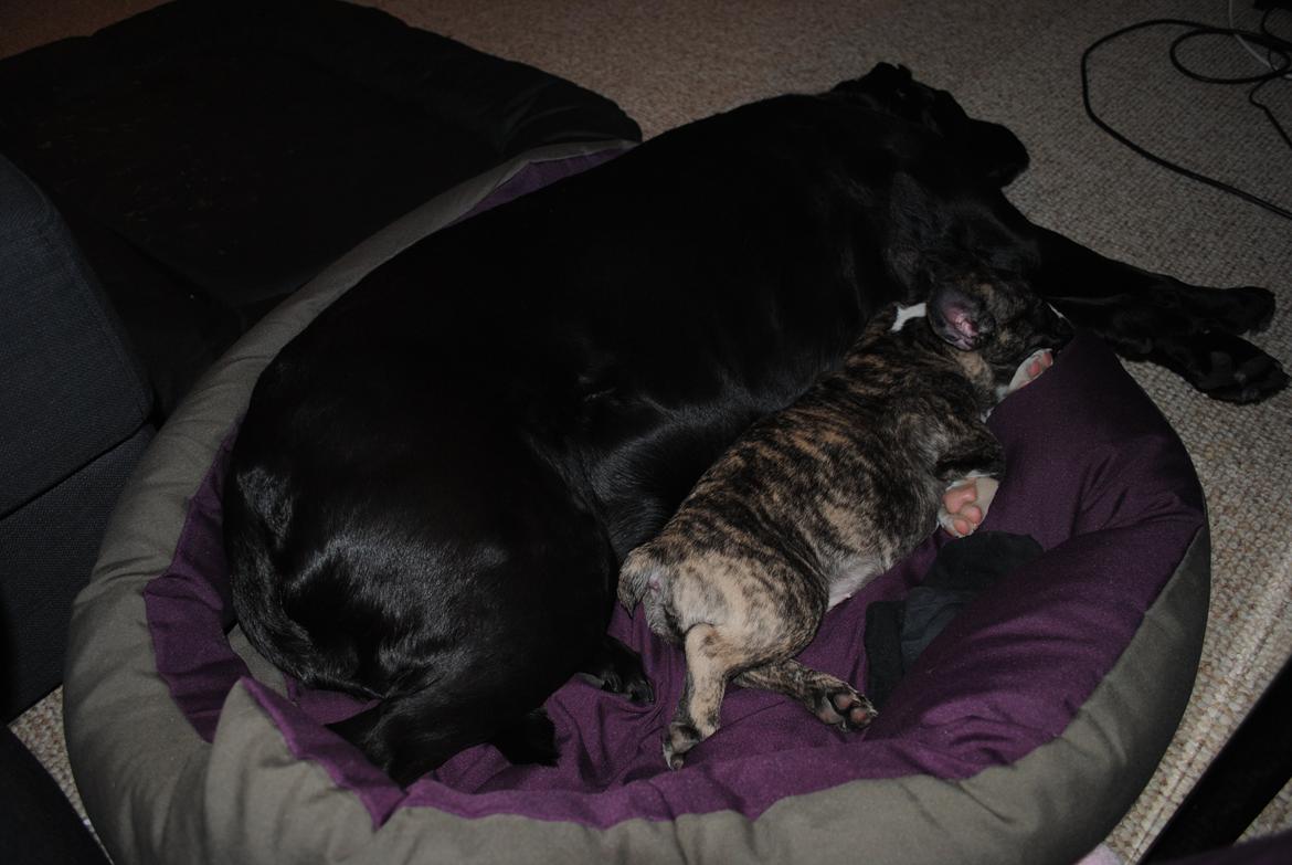 Fransk bulldog Chino - Vores labrador Nala er en god reserve mor. billede 5