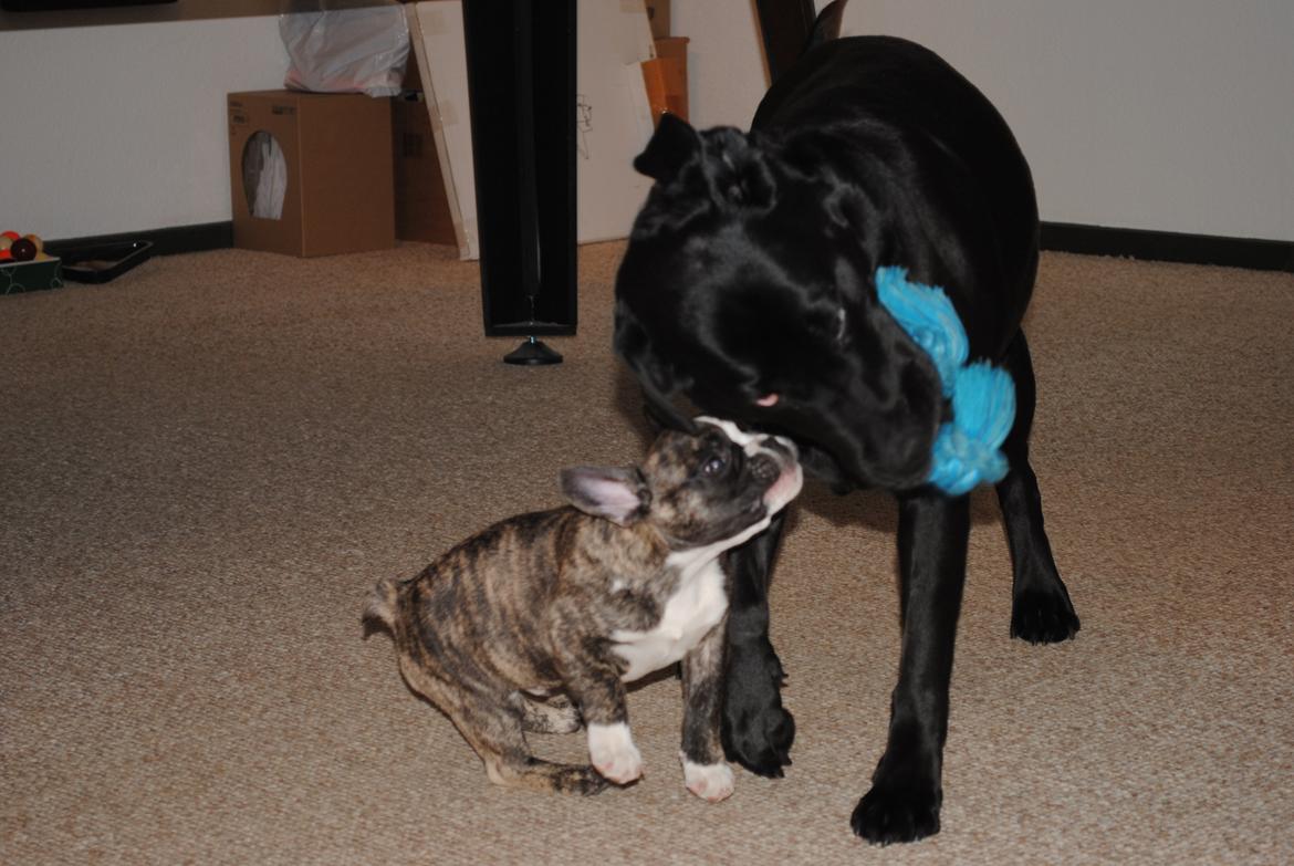 Fransk bulldog Chino billede 6