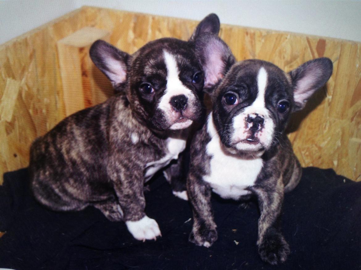 Fransk bulldog Chino - chino til venstre og hans bror til højre
 billede 7