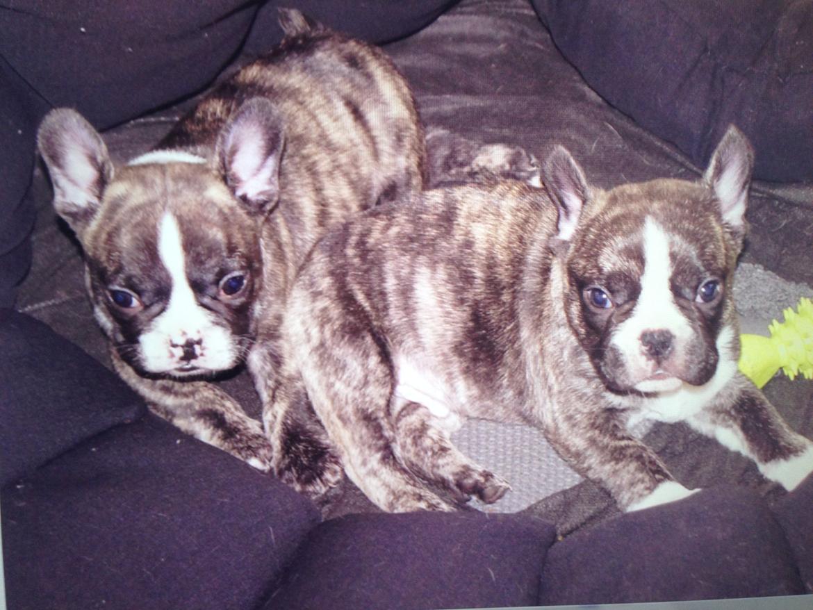 Fransk bulldog Chino - chino til højre sammen med hans bror. billede 8