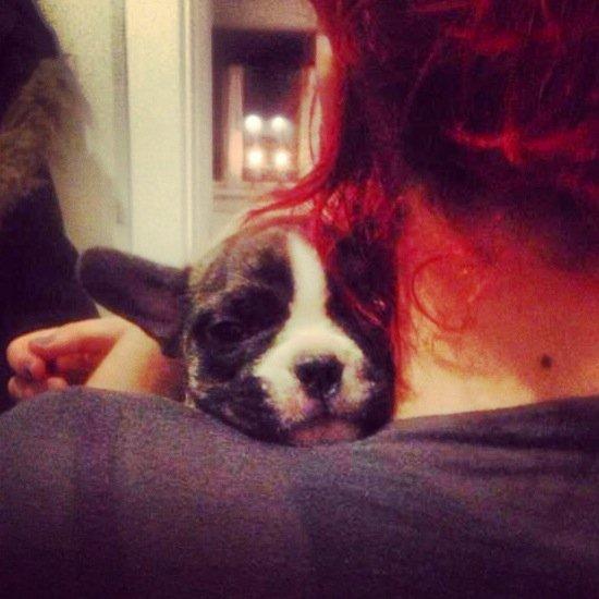 Fransk bulldog Chino - 6 uger billede 9