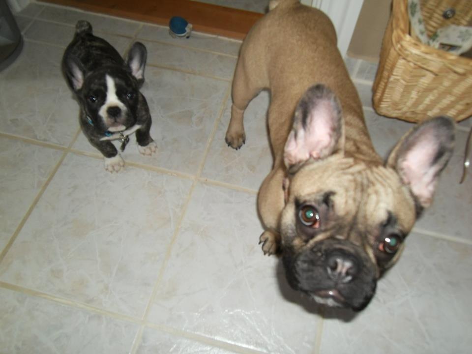 Fransk bulldog Chino - chino med moster mille  billede 10