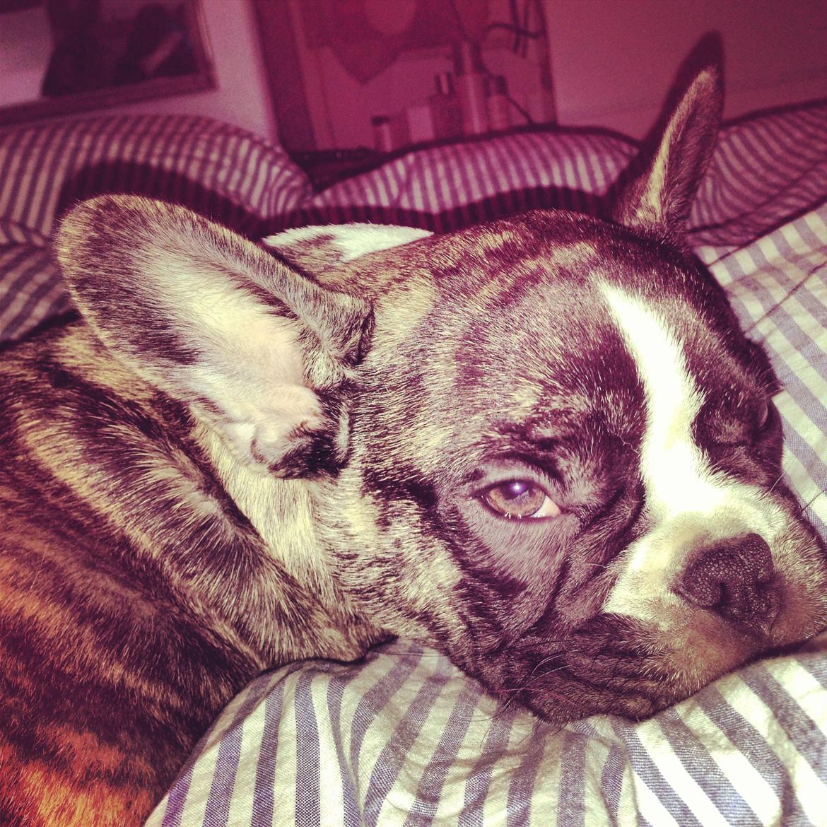 Fransk bulldog Chino - putte tid billede 11