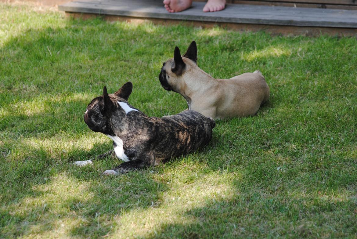 Fransk bulldog Chino - chino og moster mille hygger i haven billede 12