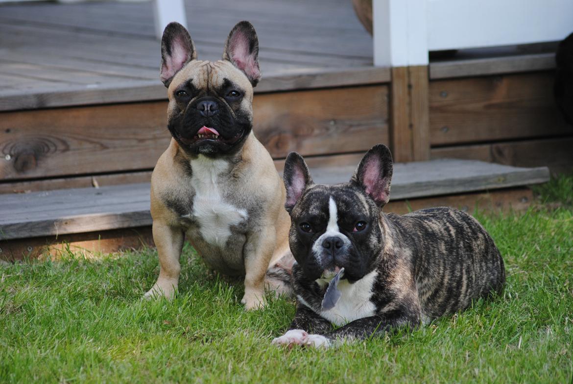 Fransk bulldog Chino billede 13