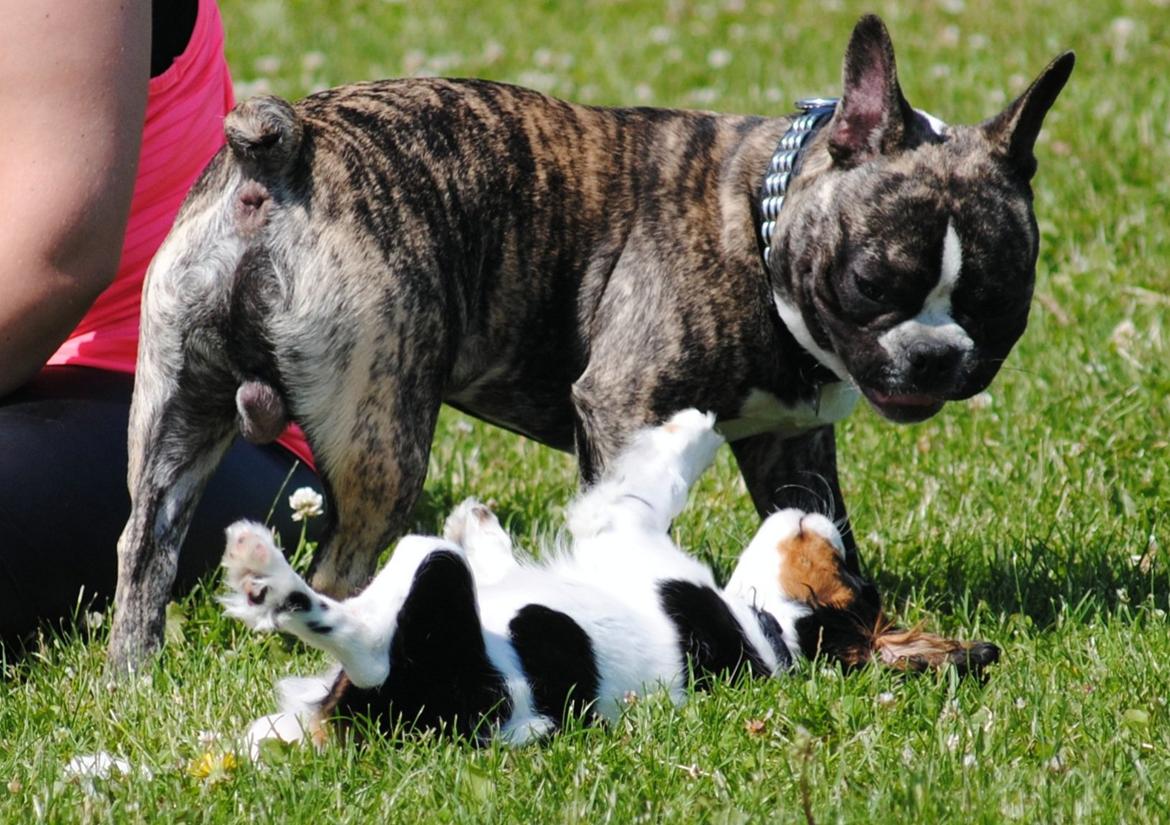 Fransk bulldog Chino - chino leger med sin nye ven i hundeklubben billede 14