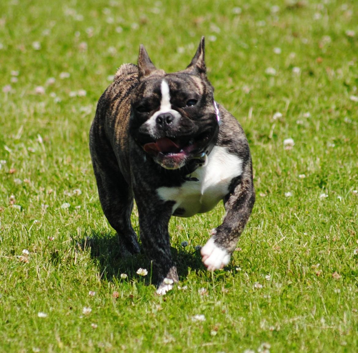 Fransk bulldog Chino - ballademager billede 15