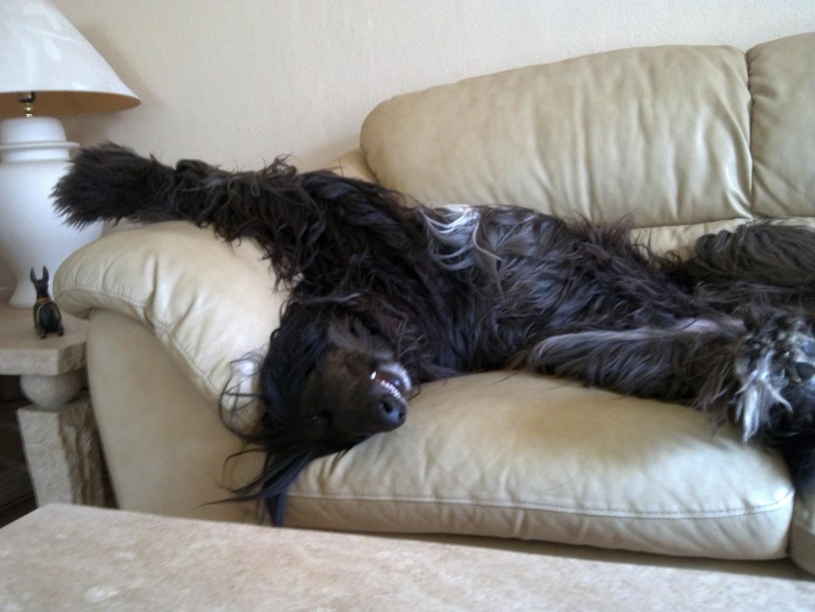 Afghansk mynde Voltaire billede 21