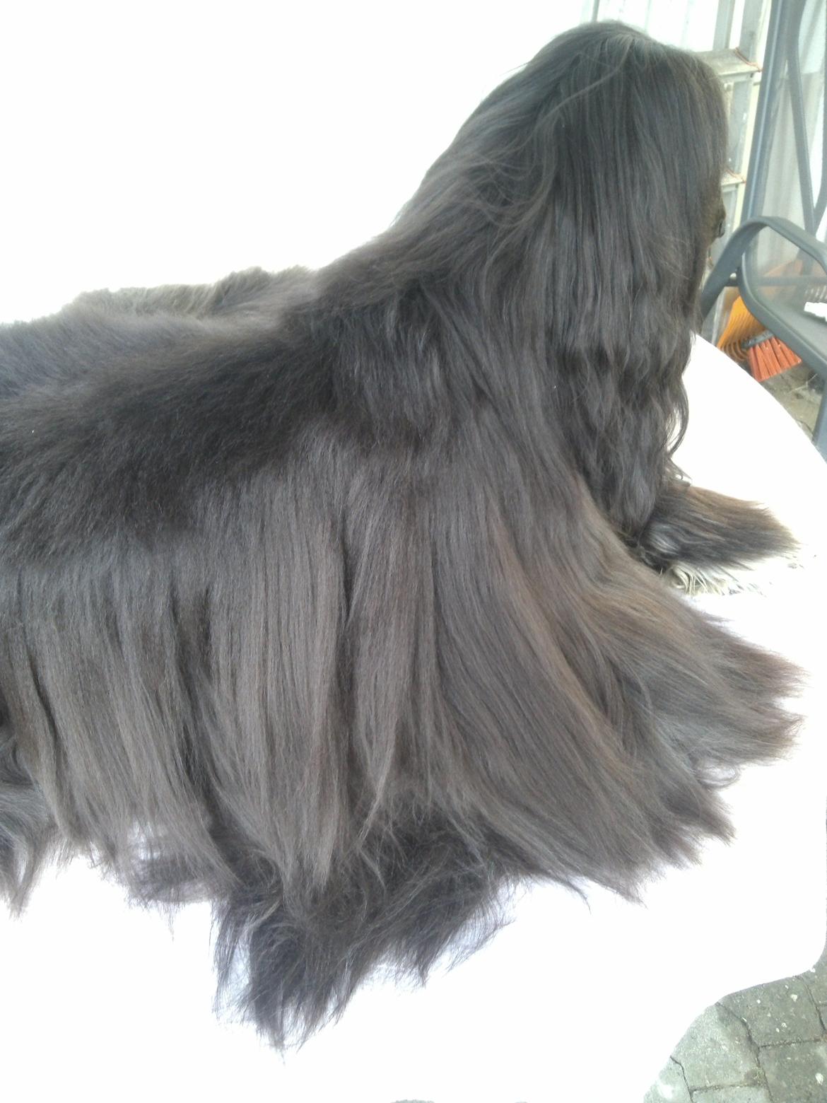 Afghansk mynde Voltaire billede 22