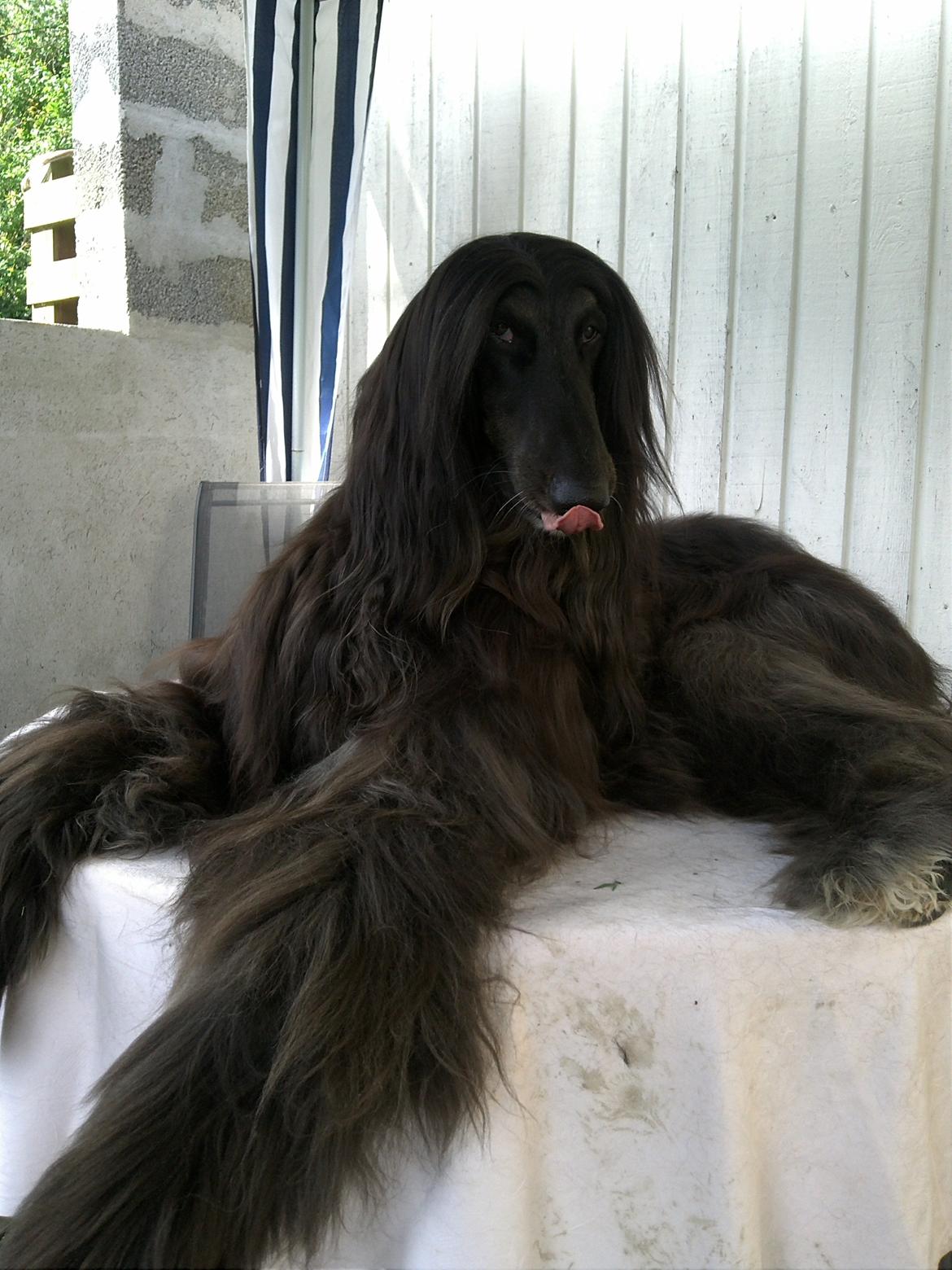 Afghansk mynde Voltaire billede 23