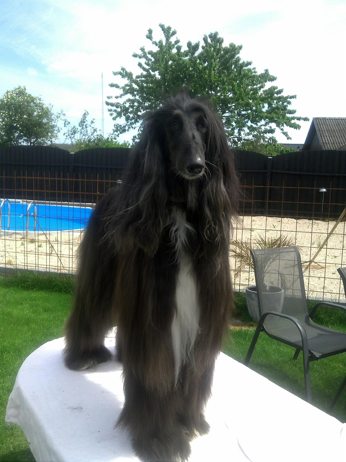 Afghansk mynde Voltaire billede 24