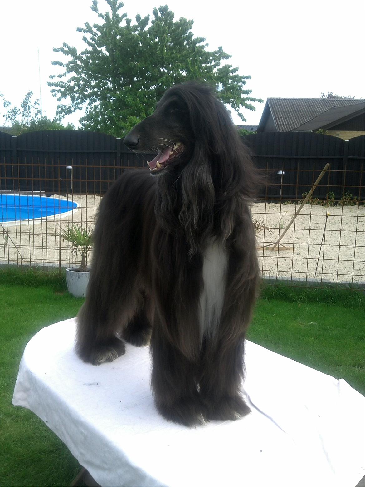 Afghansk mynde Voltaire billede 25