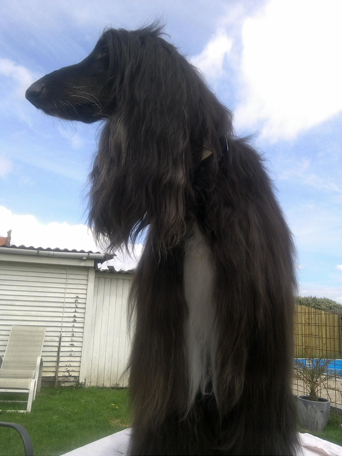 Afghansk mynde Voltaire billede 26