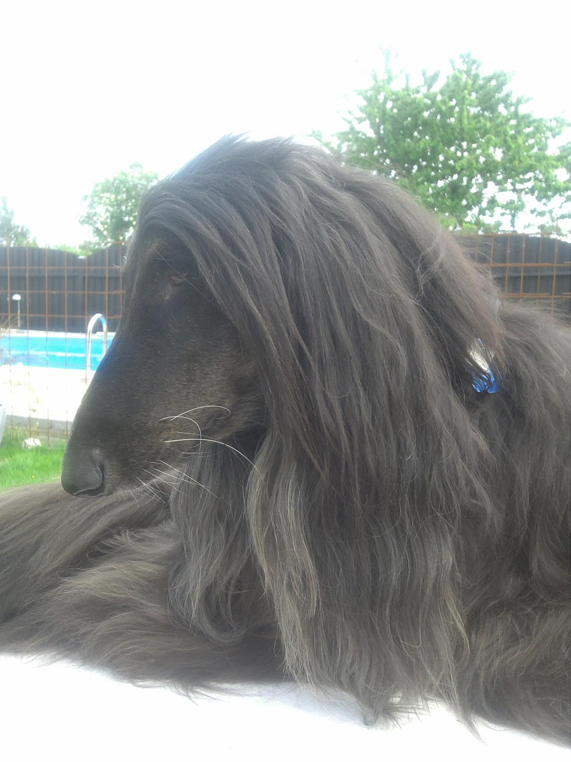 Afghansk mynde Voltaire billede 27