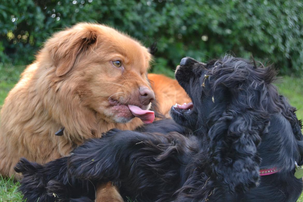 Nova scotia duck tolling retriever charlie - 7) haha skøøøre hunde!!xD <3 Foto: miiig billede 8