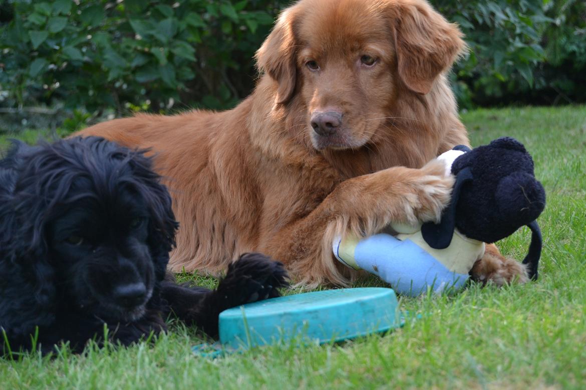 Nova scotia duck tolling retriever charlie billede 11