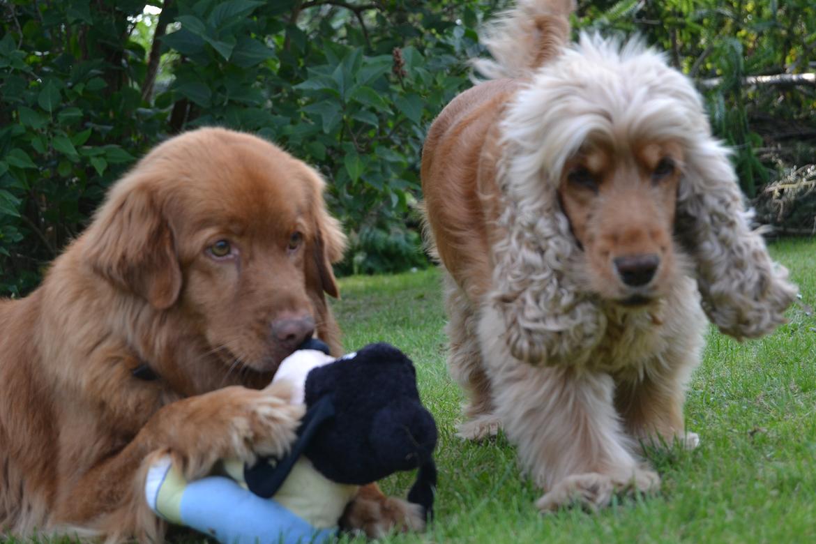 Nova scotia duck tolling retriever charlie billede 16