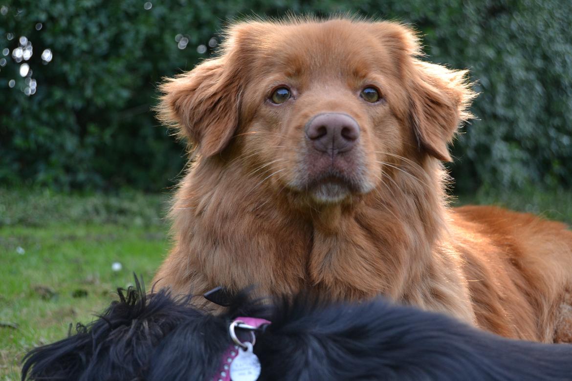 Nova scotia duck tolling retriever charlie - 1)Velkommen til Charlies profil!!;D elsker dig basse!<3 billede 1