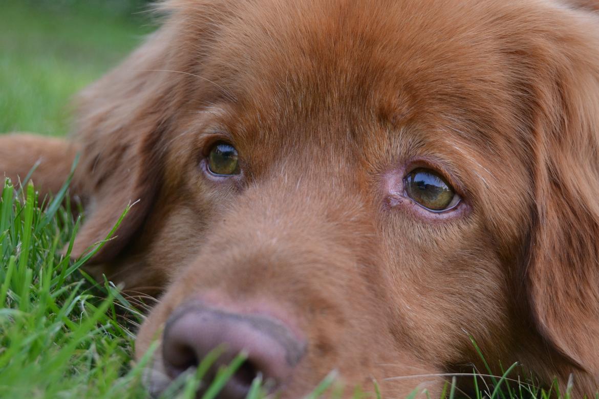 Nova scotia duck tolling retriever charlie billede 14