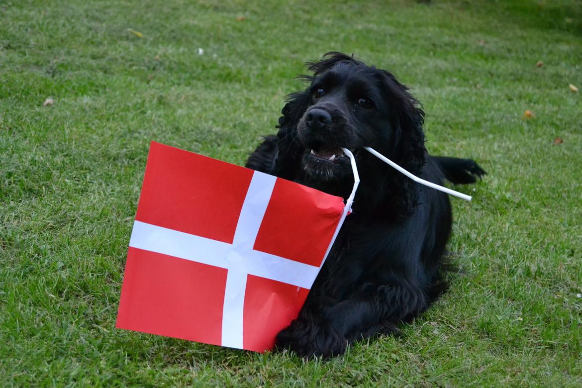 Blanding af racer Mulle - velkommen til min lille Muffe's profil! <3 billede 1