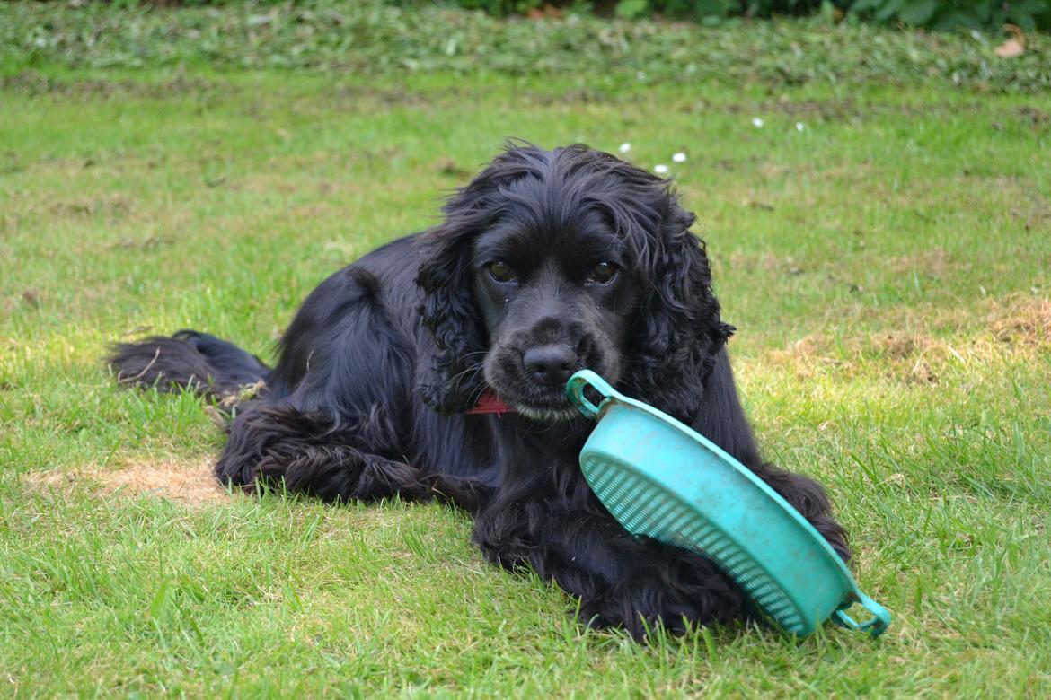 Blanding af racer Mulle billede 21