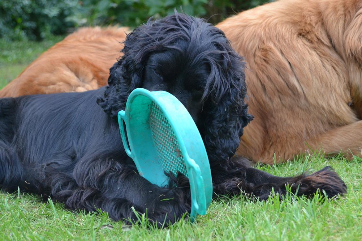 Blanding af racer Mulle billede 13