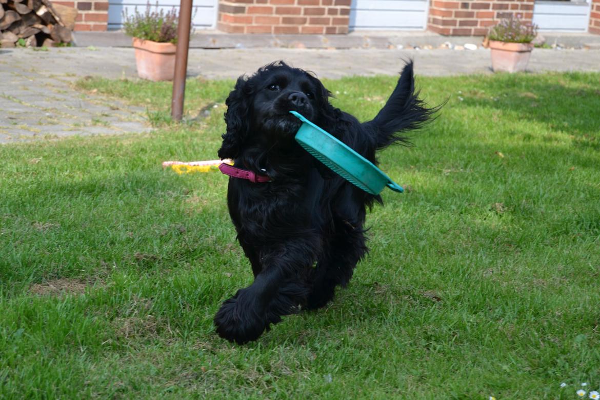 Blanding af racer Mulle billede 14