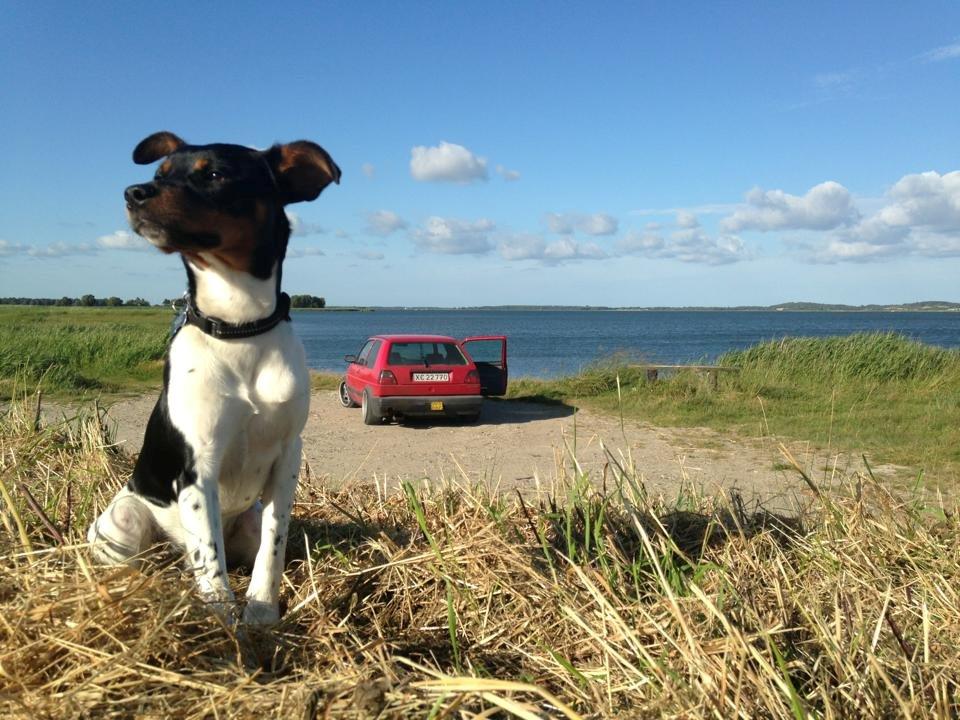 Dansk svensk gaardhund Bimmer billede 1