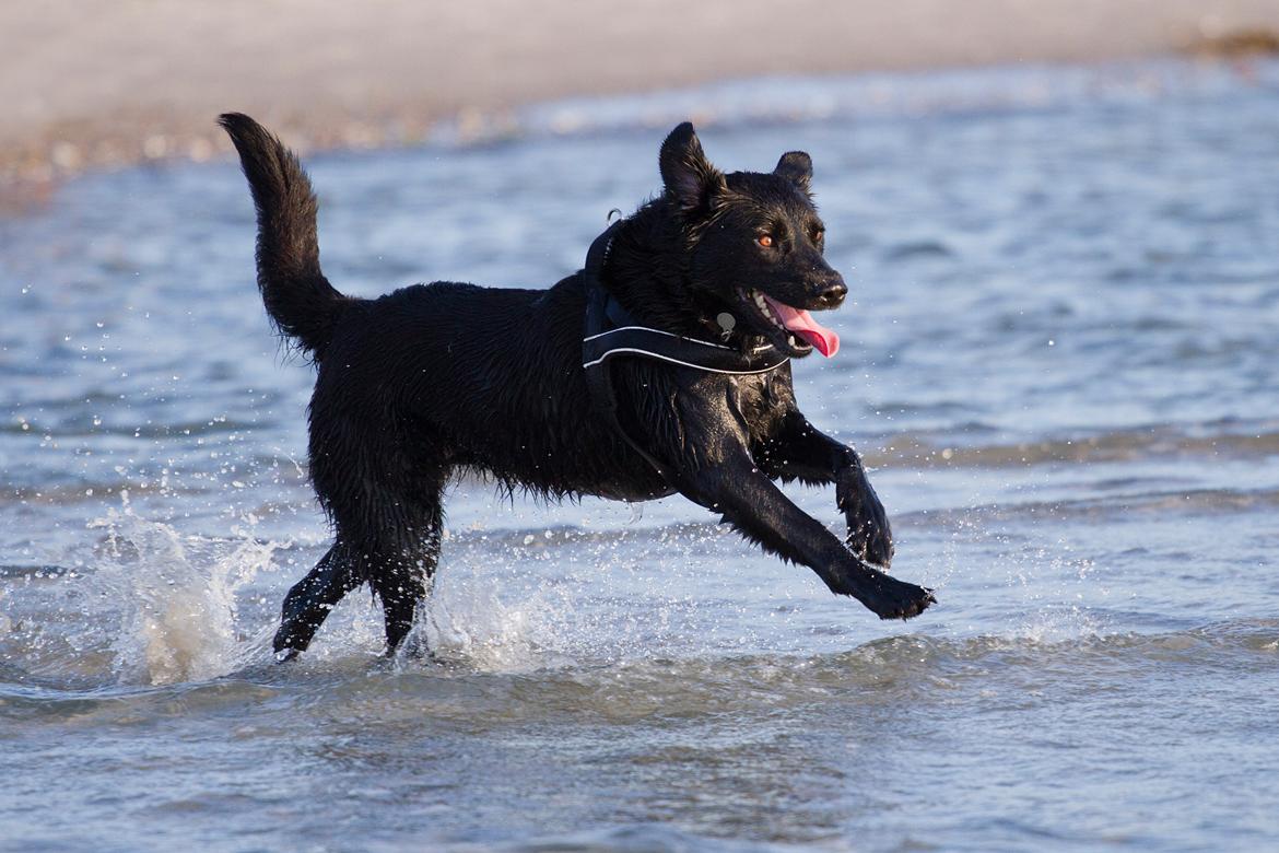 Blanding af racer Keiko - Vesterlyng 2013 billede 29