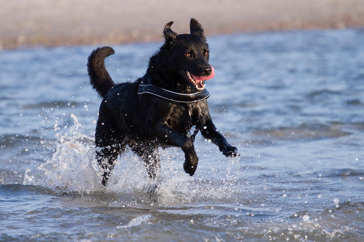 Blanding af racer Keiko - Vesterlyng 2013 billede 32