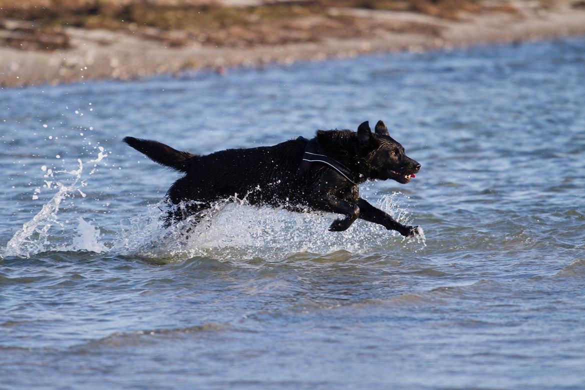 Blanding af racer Keiko - Vesterlyng 2013 billede 31