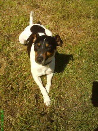 Dansk svensk gaardhund Gizmo billede 2