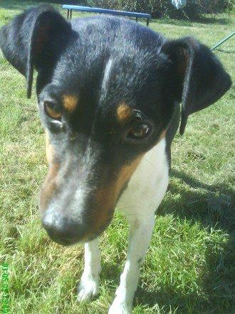 Dansk svensk gaardhund Gizmo billede 3