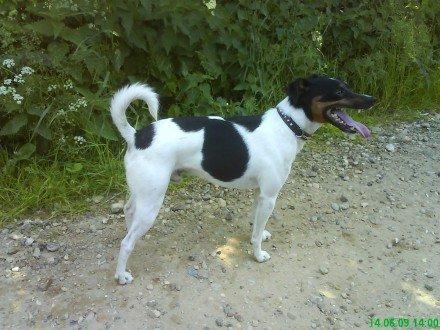 Dansk svensk gaardhund Gizmo billede 4