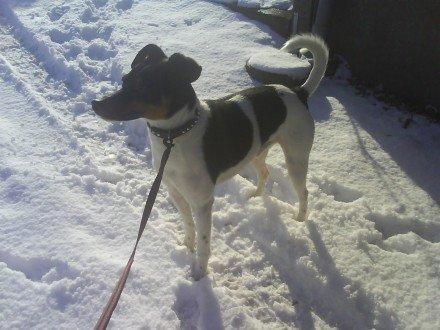 Dansk svensk gaardhund Gizmo billede 5