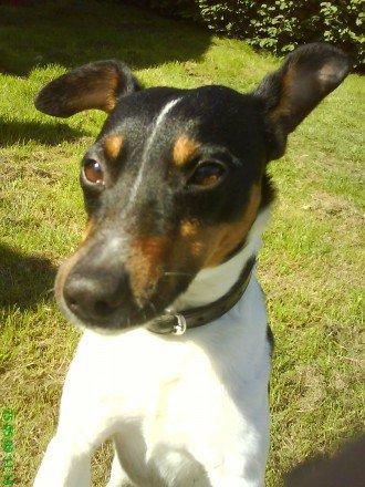 Dansk svensk gaardhund Gizmo billede 6