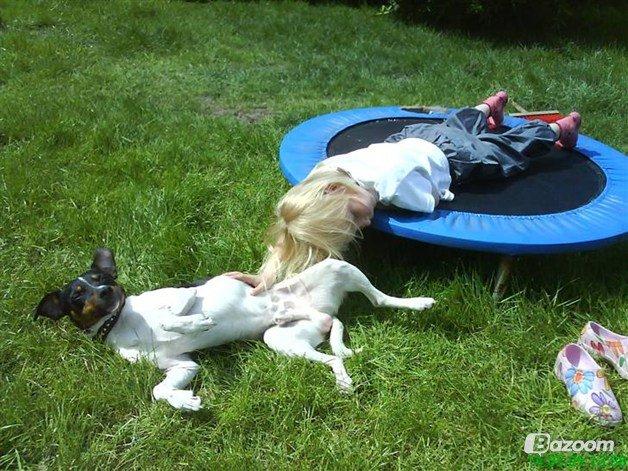 Dansk svensk gaardhund Gizmo billede 7