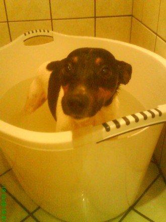 Dansk svensk gaardhund Gizmo billede 8