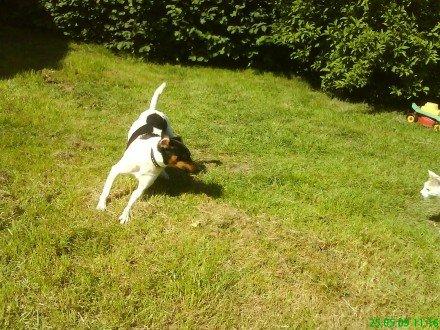 Dansk svensk gaardhund Gizmo billede 9